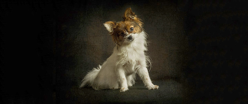 Fine-Art Pet Portraits by Richard Horsfield