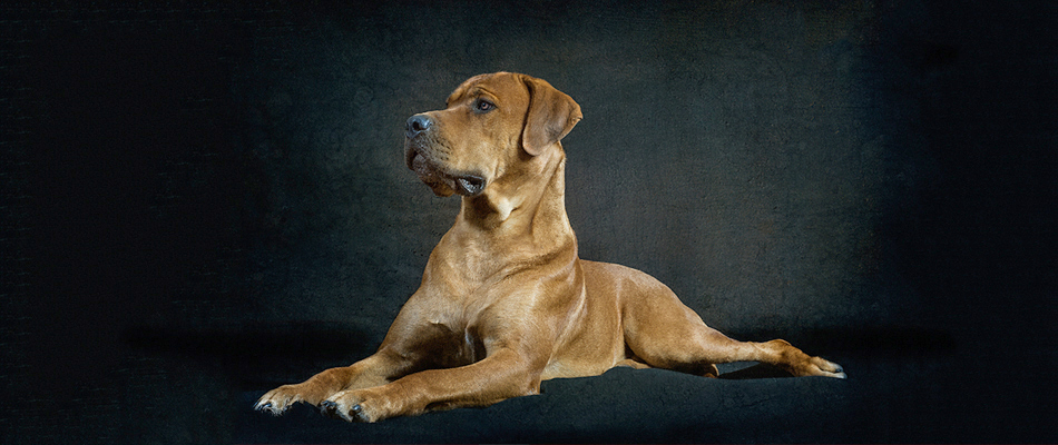 Fine-Art Pet Portraits by Richard Horsfield